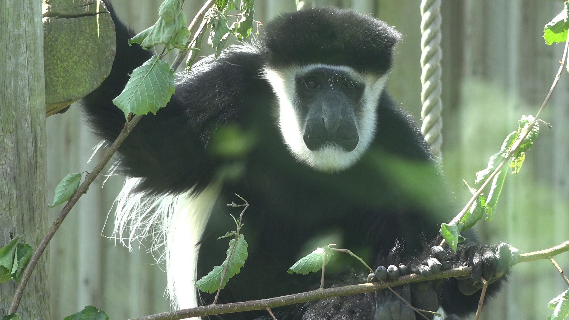 Black-and-white colobus