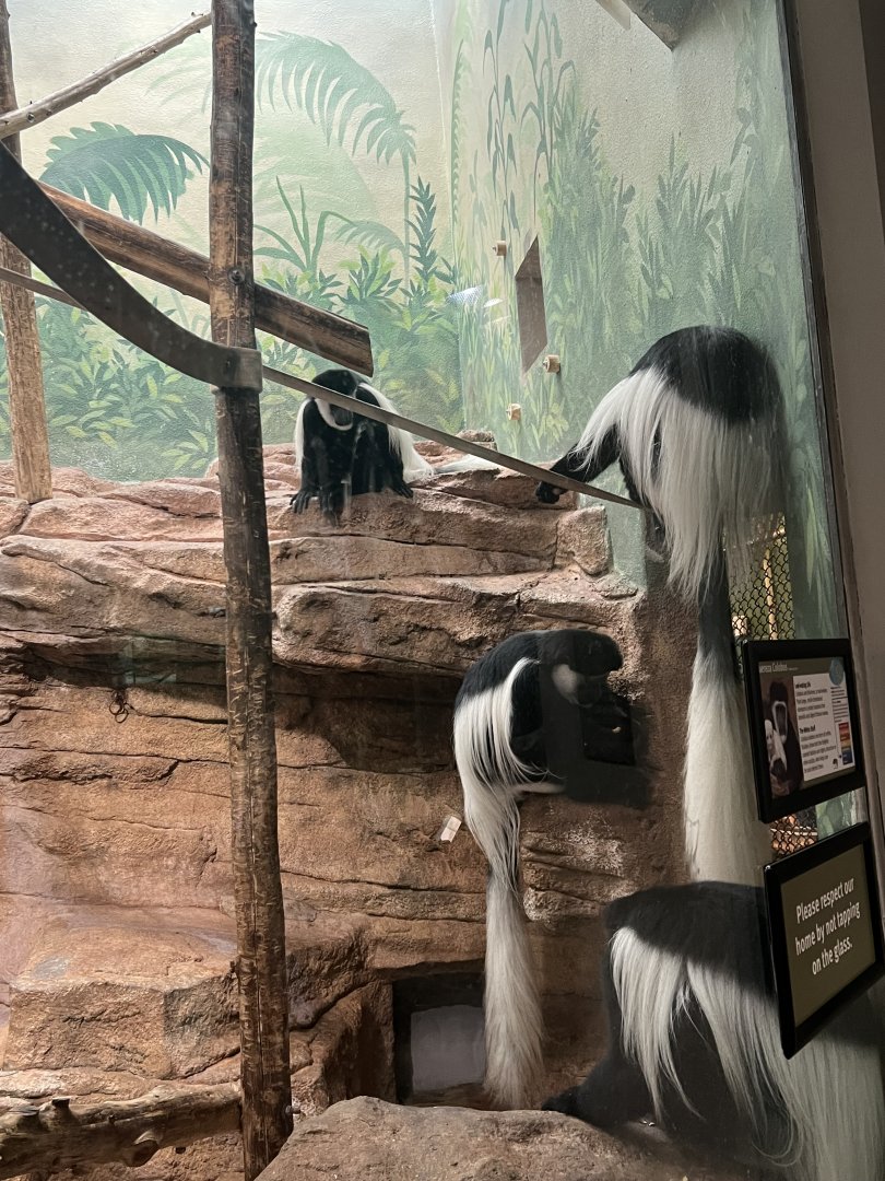 Black-and-White Colobus