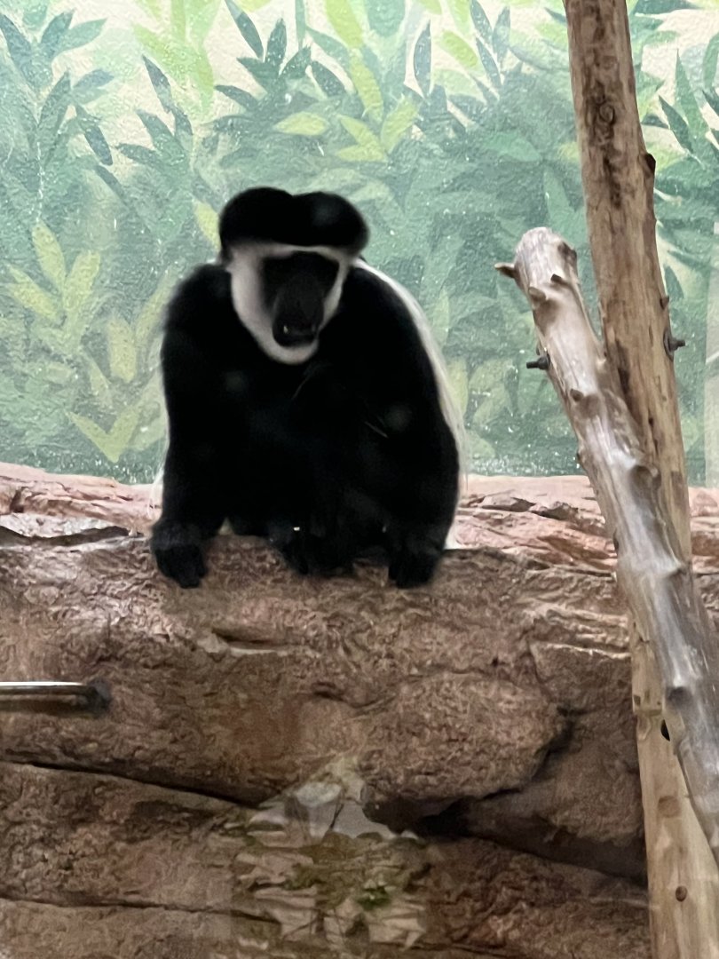 Black-and-White Colobus