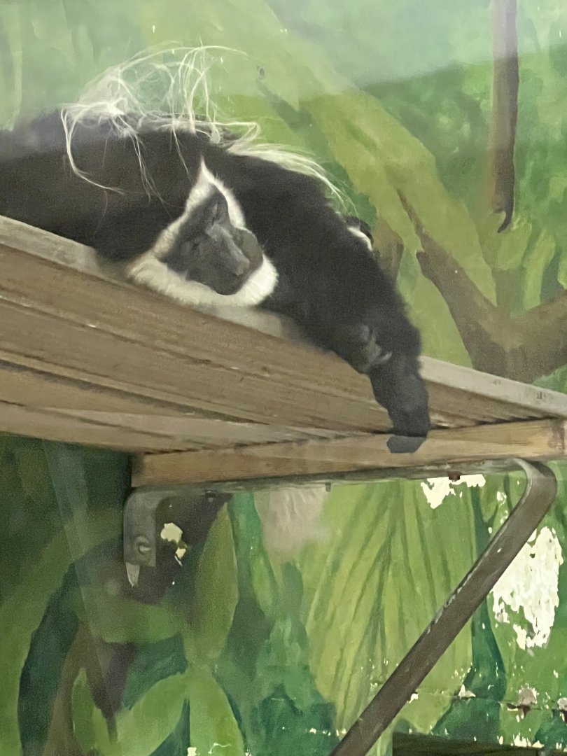 Black-and-White Colobus