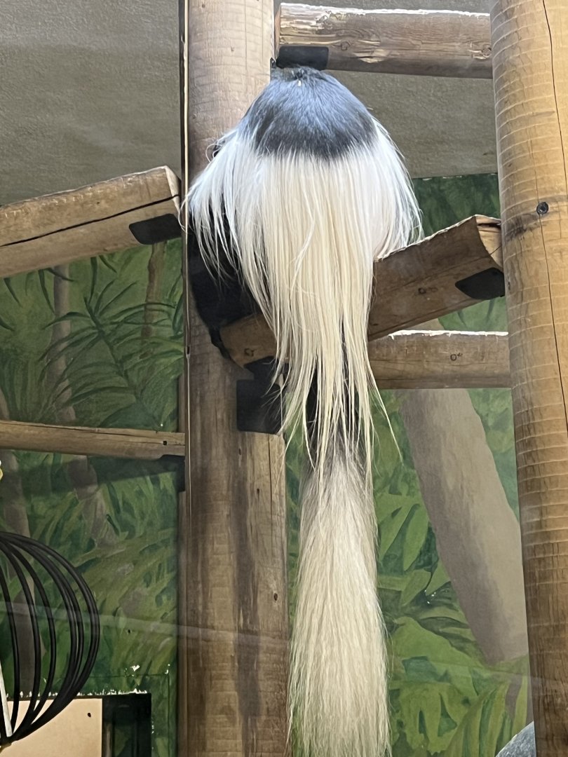 Black-and-White Colobus