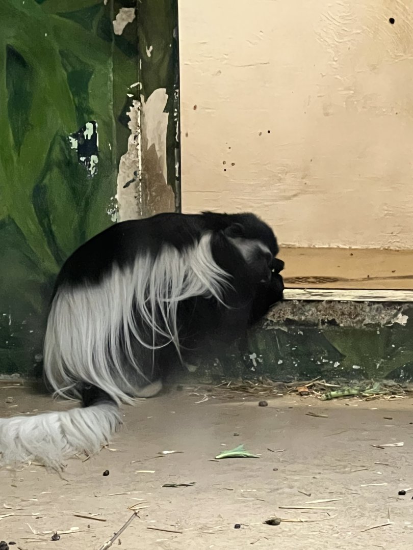 Black-and-White Colobus