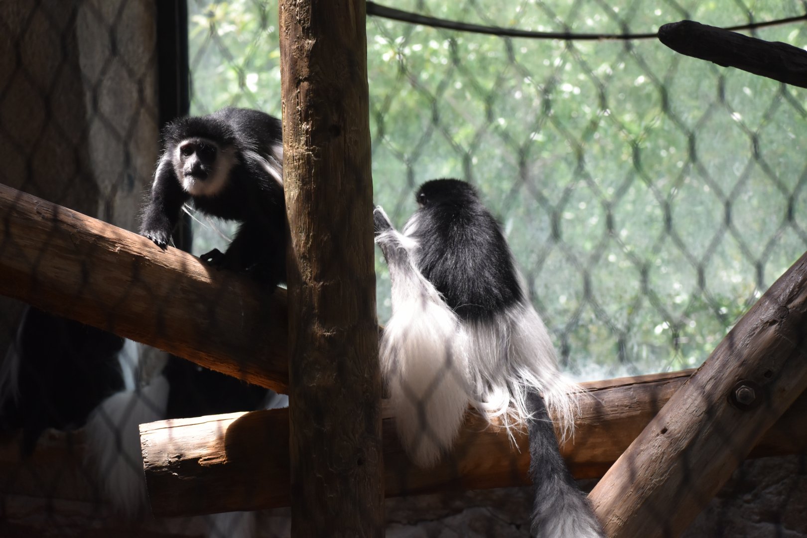 Black-and-white Colobus