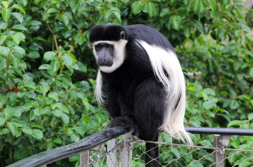 Black-and-White Colobus