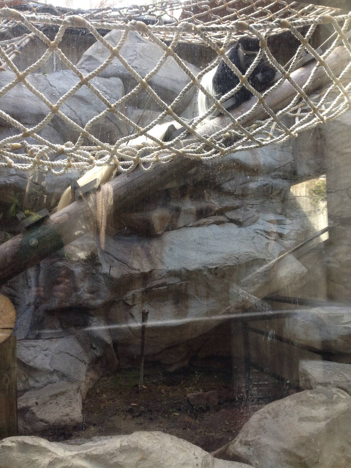 Black and white Colubus on display now