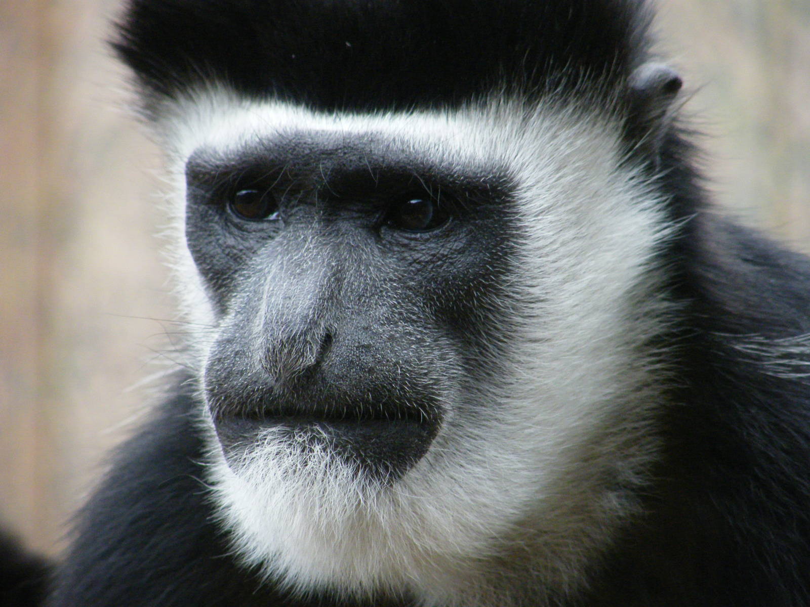 Black and White Eastern Colobus Monkey