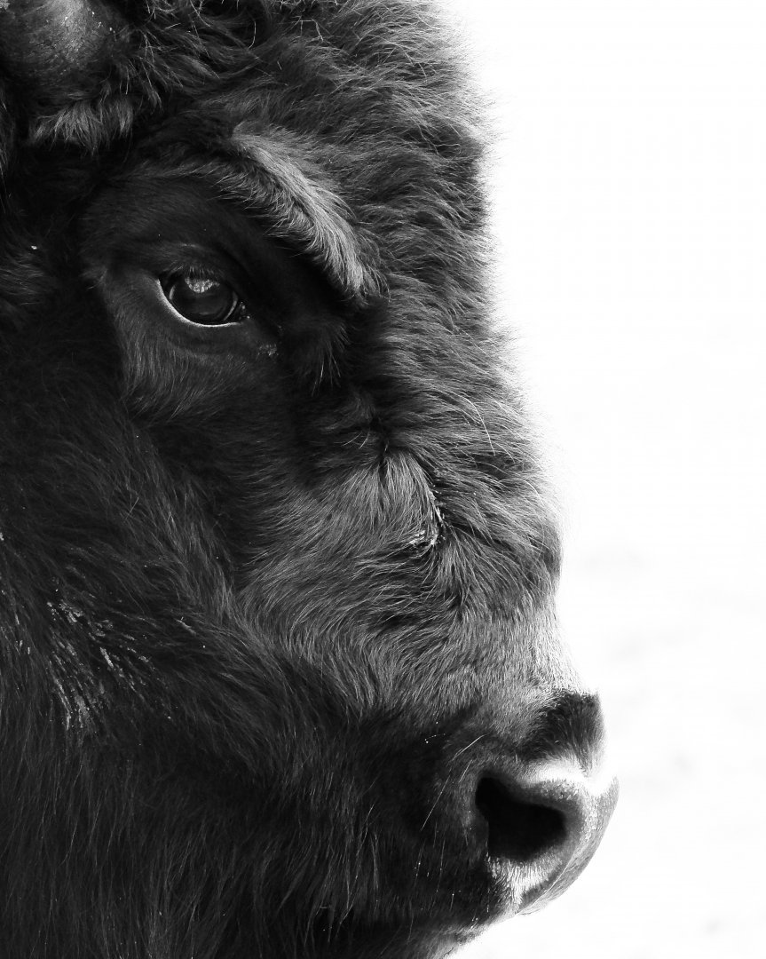 Black and white European Bison portrait- 8th January 2024