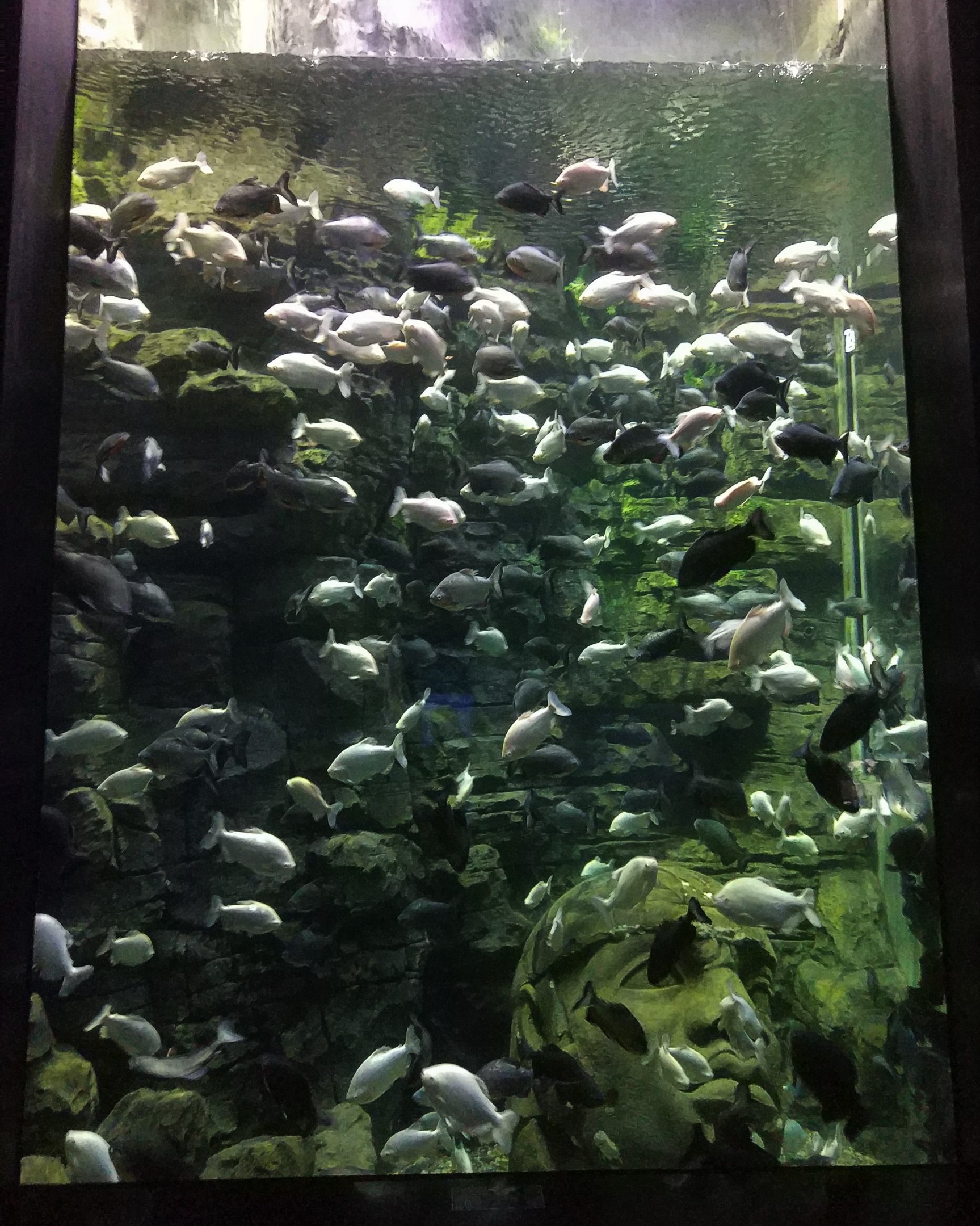 Black and White Fish Tank