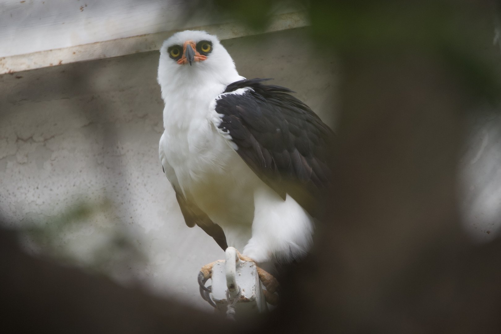 Black-and-white Hawk-eagle/ Spizaetus melanoleucus