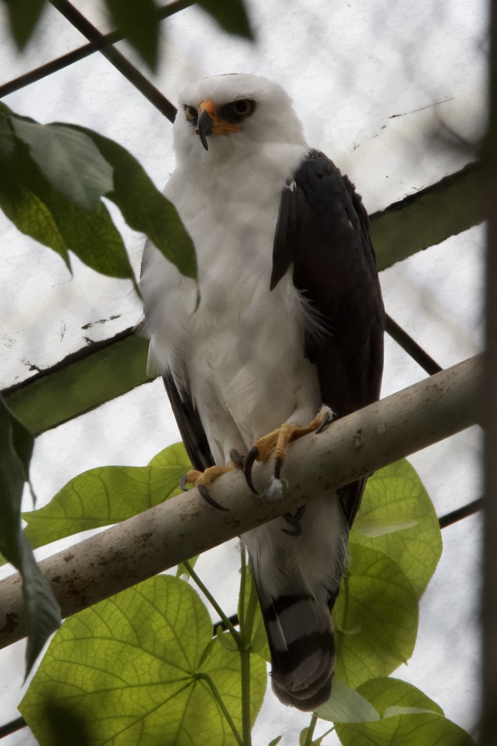 Black-and-white Hawk-eagle/ Spizaetus melanoleucus