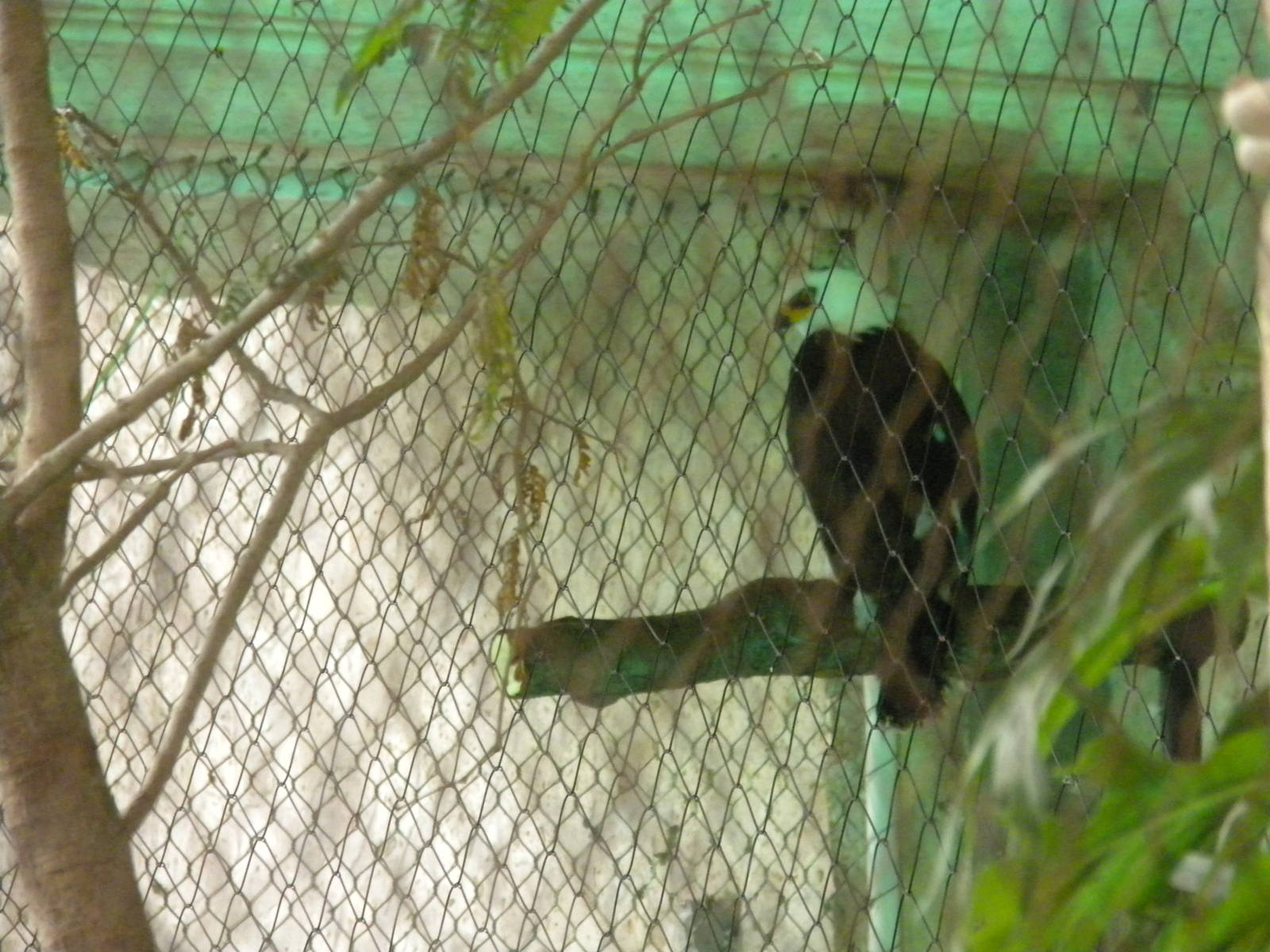 Black and White Hawk Eagle
