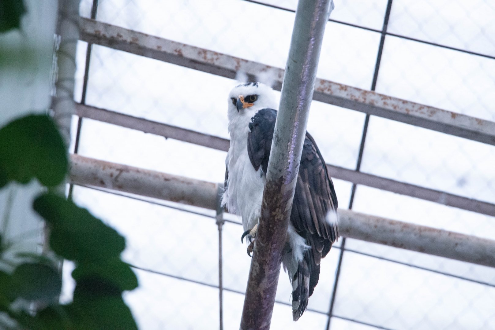 Black-and-white Hawk-Eagle