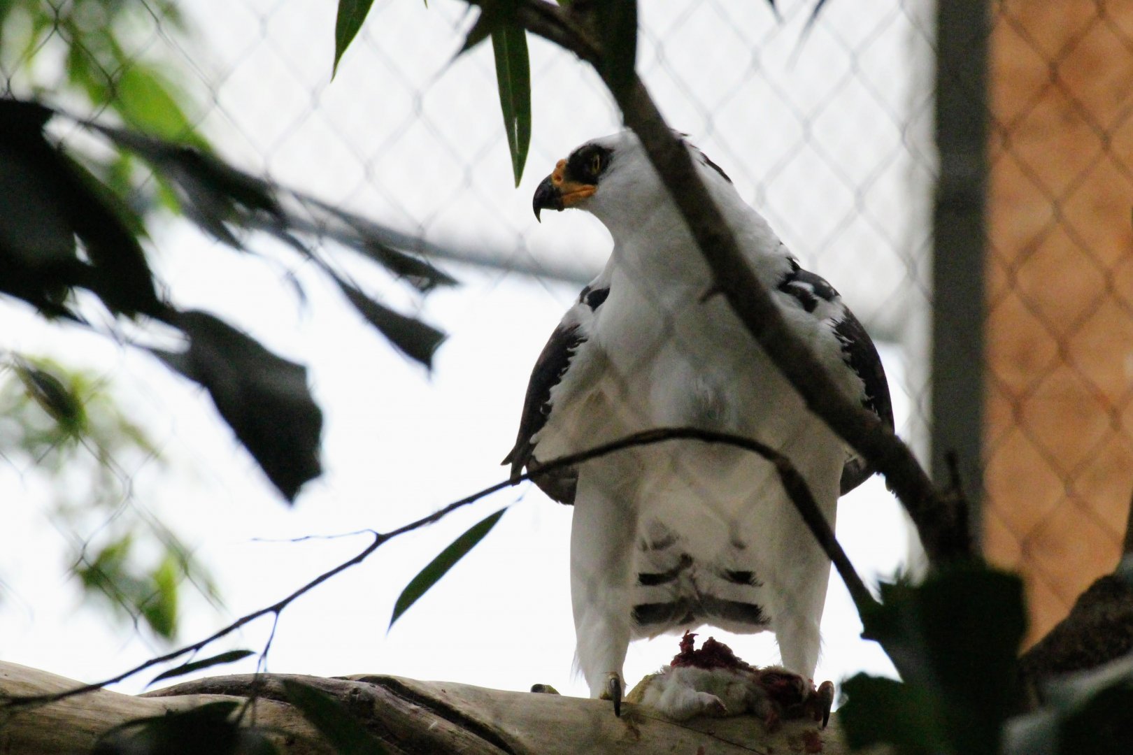 Black-and-White Hawk-Eagle