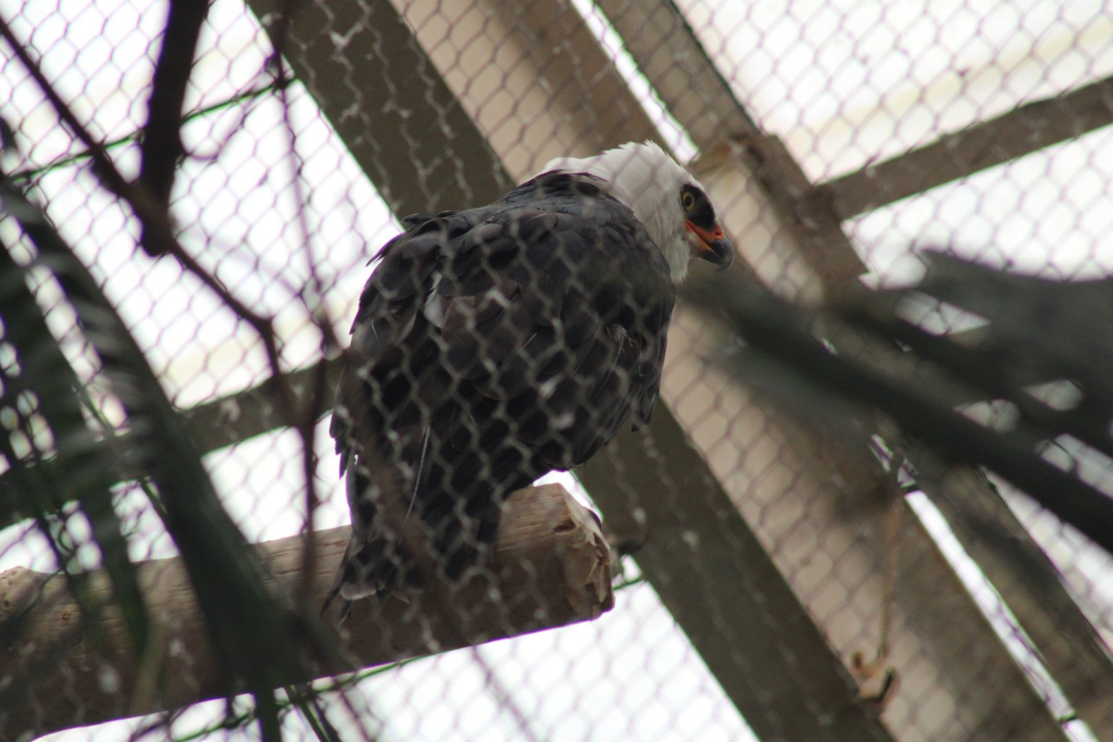 Black-and-white Hawk Eagle