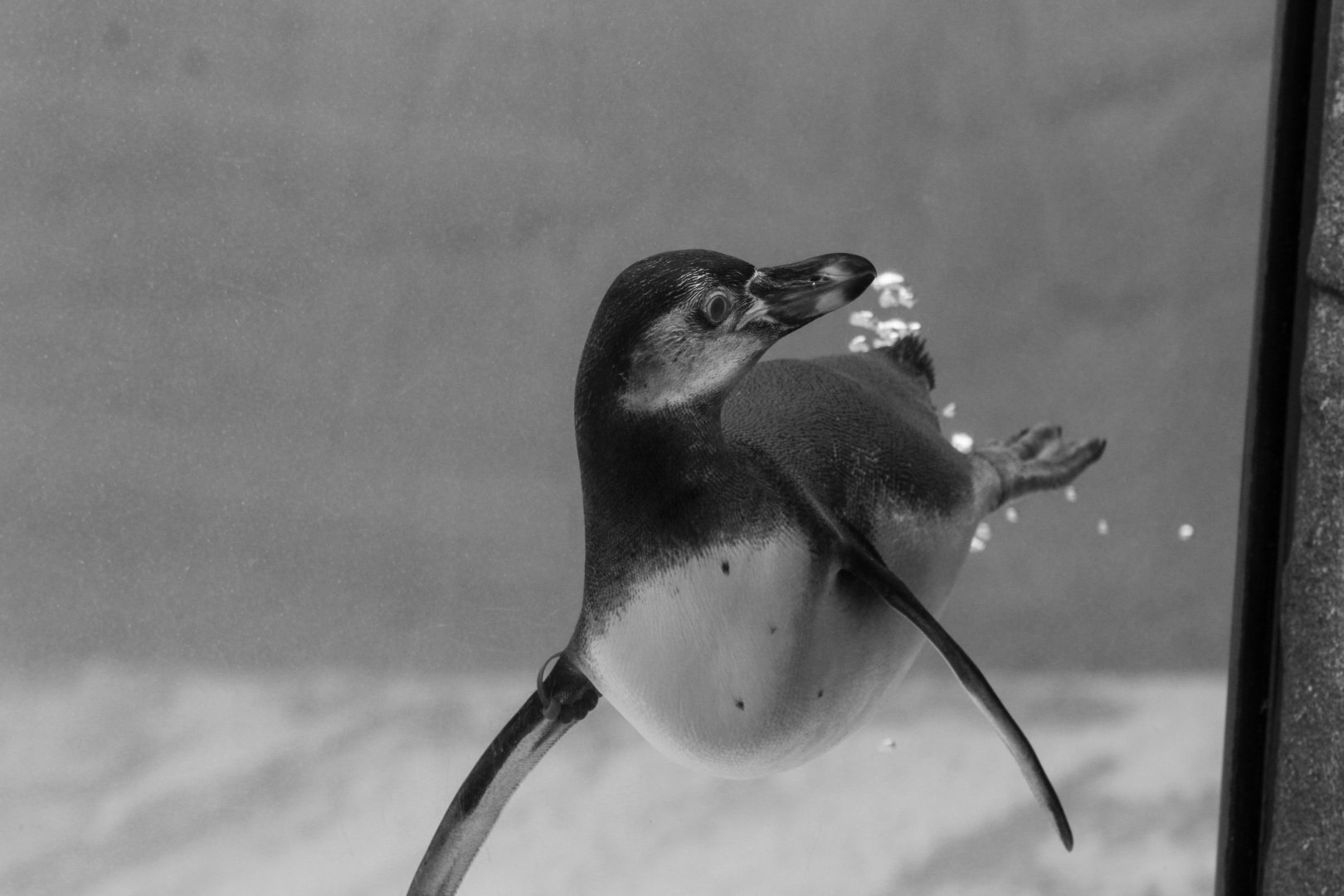 Black and White Humboldt Penguin- 18th September 2025
