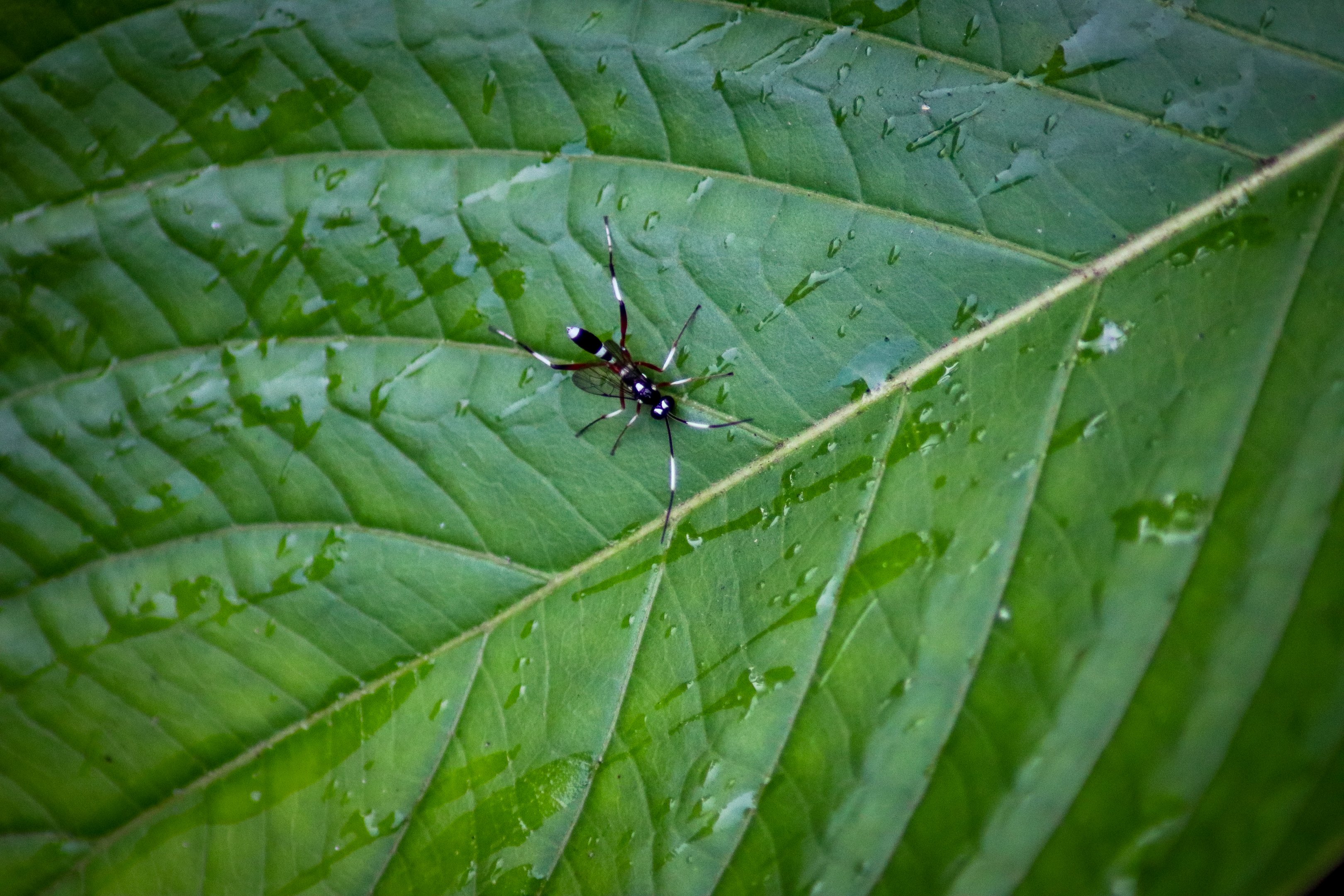 Black and White Ichneumon Wasp  (Anacis sp.)