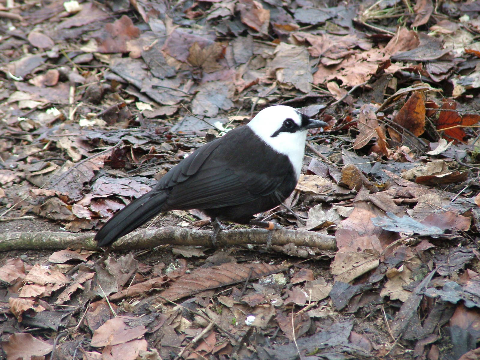 Black-and-White Laughing-Thrush at Chester Feb 09