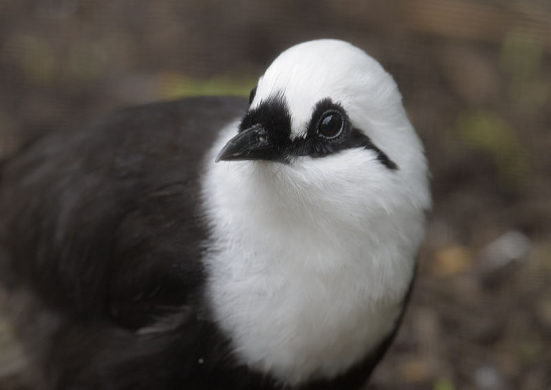 Black and white laughing thrush