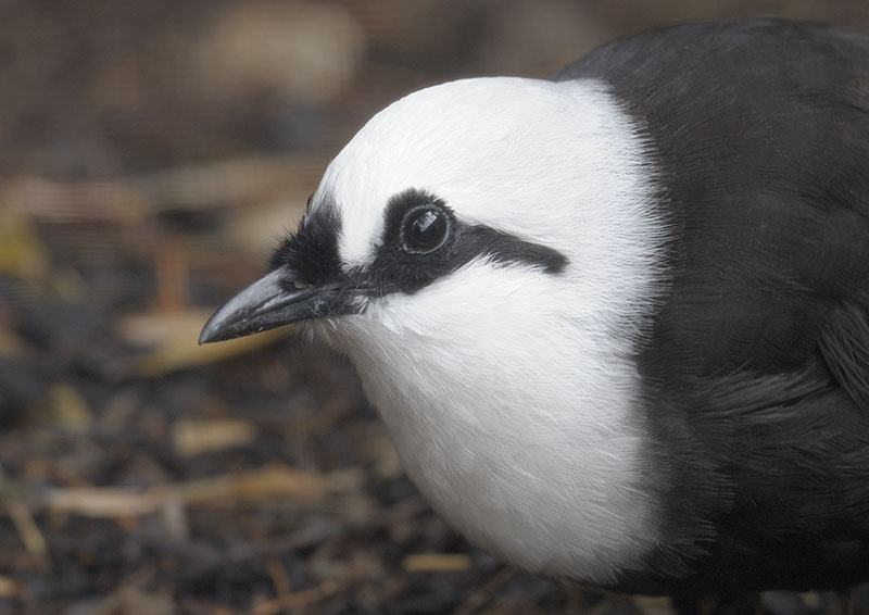 Black and white laughing thrush