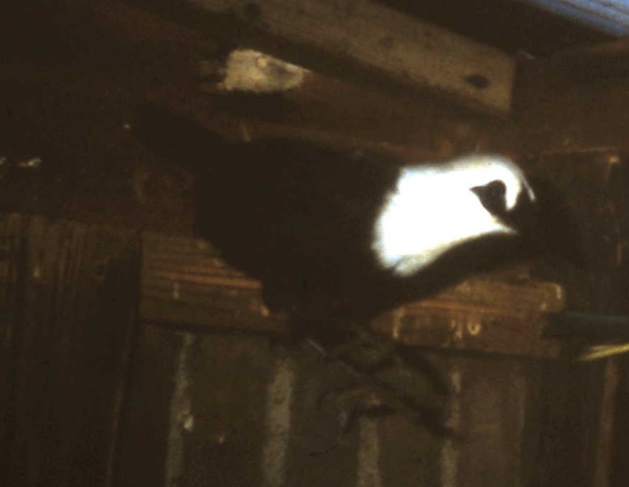 Black-and-white laughing thrush