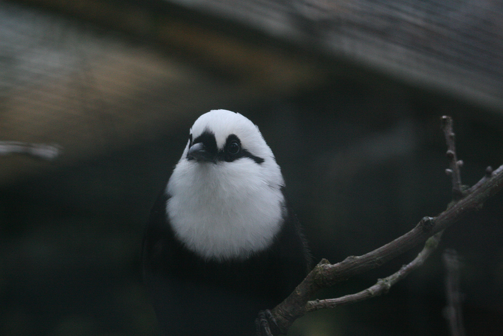 Black and White Laughing Thrush