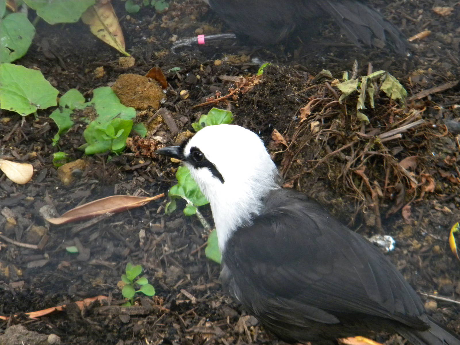 Black and White Laughingthrush at Chester Zoo 11/06/11