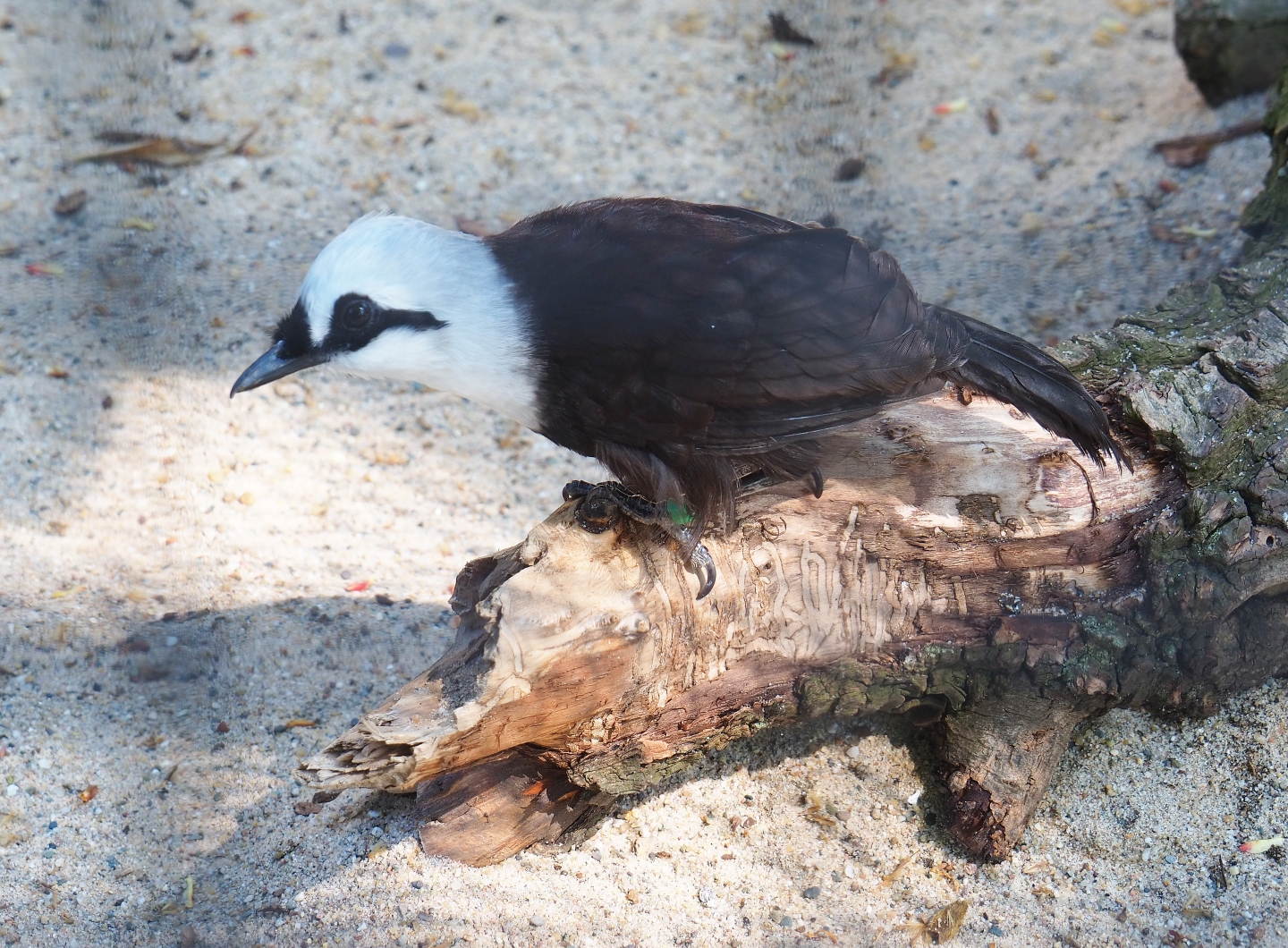 Black-and-white laughingthrush (Garrulax bicolor), 2019-04-20