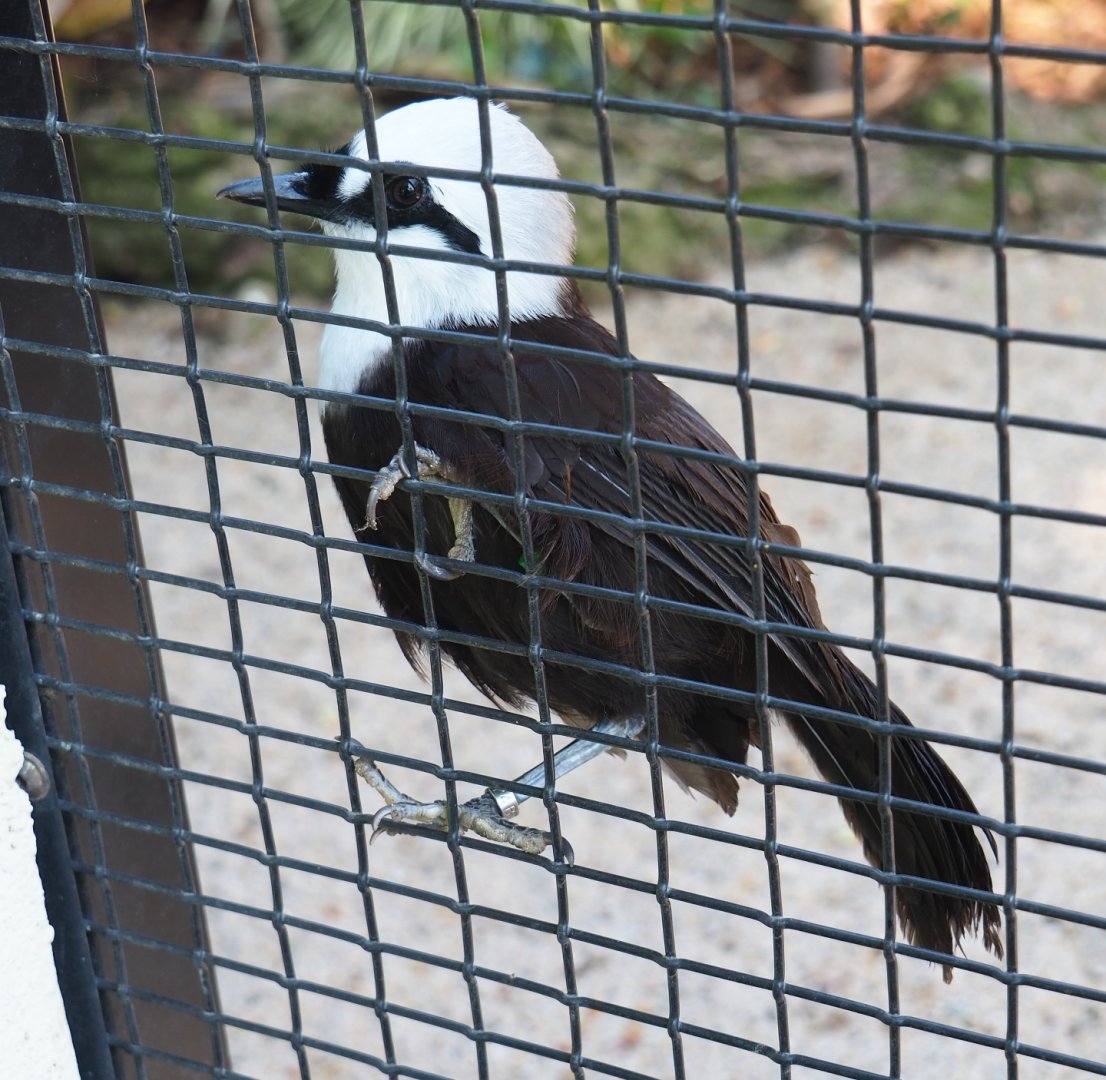 Black-and-white laughingthrush (Garrulax bicolor), 2019-04-20
