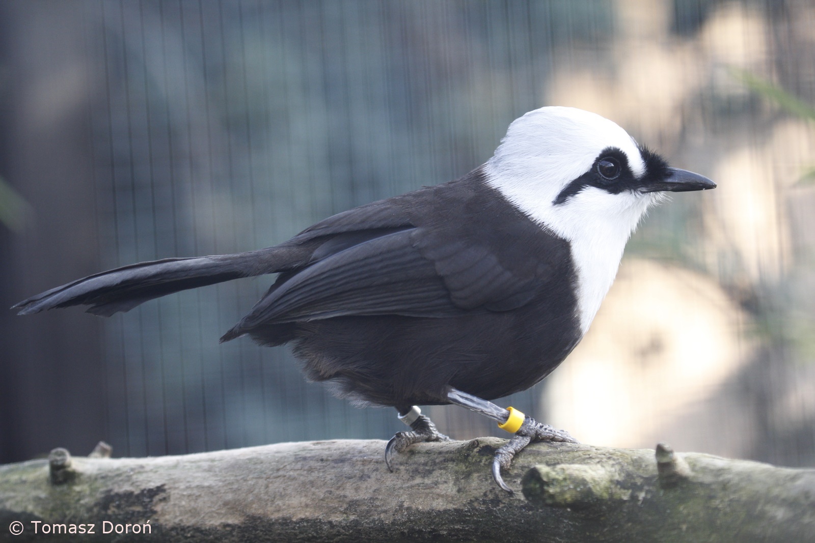 Black-and-white Laughingthrush (Garrulax bicolor), January 2021
