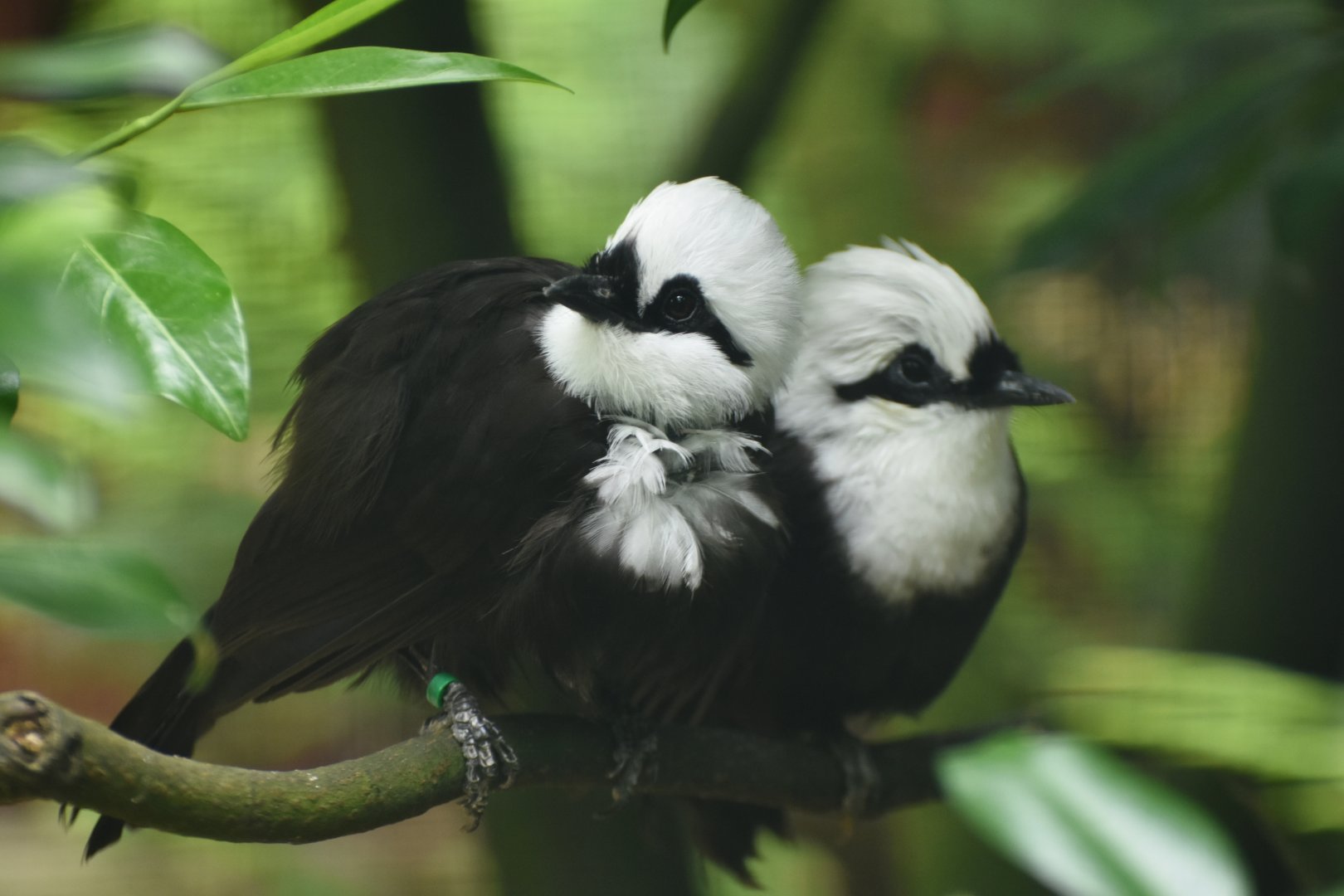 Black-and-white Laughingthrush Garrulax bicolor