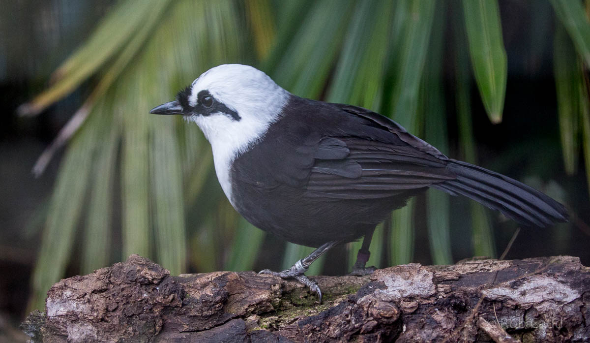 Black-and-white laughingthrush : Waddesdon : 03 Oct 2015