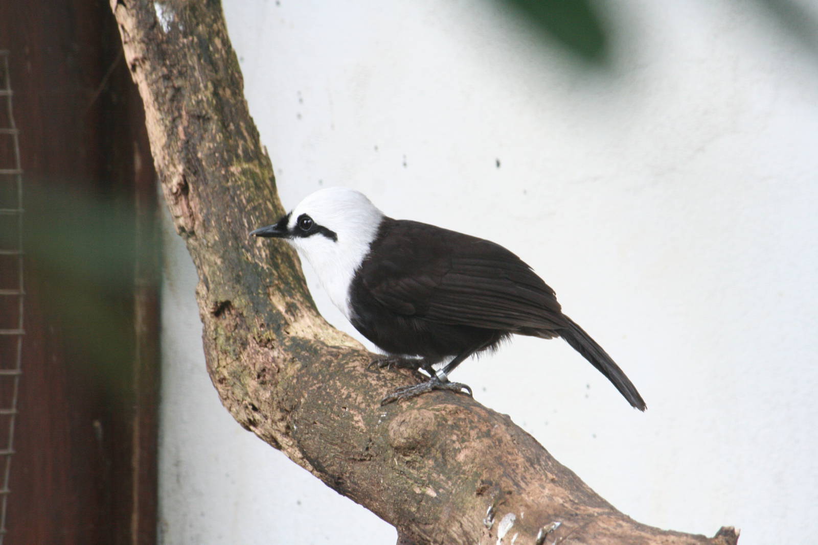 Black-and-white laughingthrush