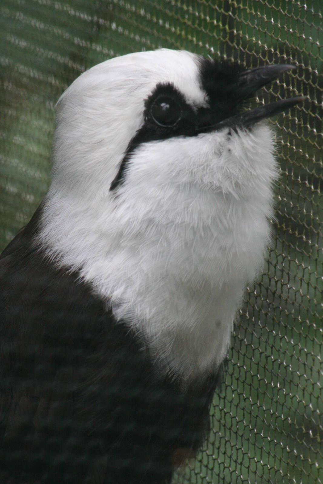 Black-and-white laughingthrush