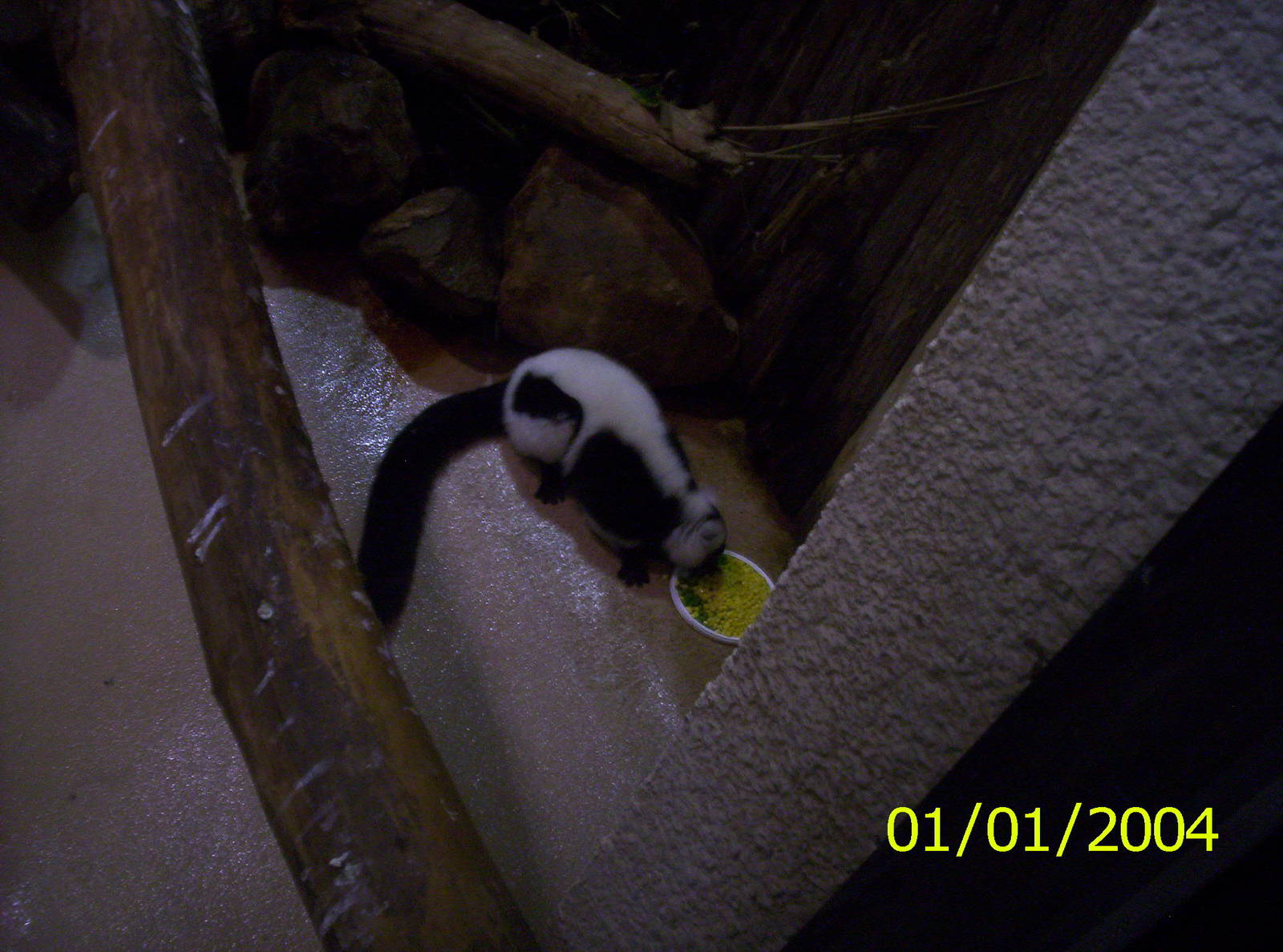 Black and White Lemur at the Peterborough Zoo