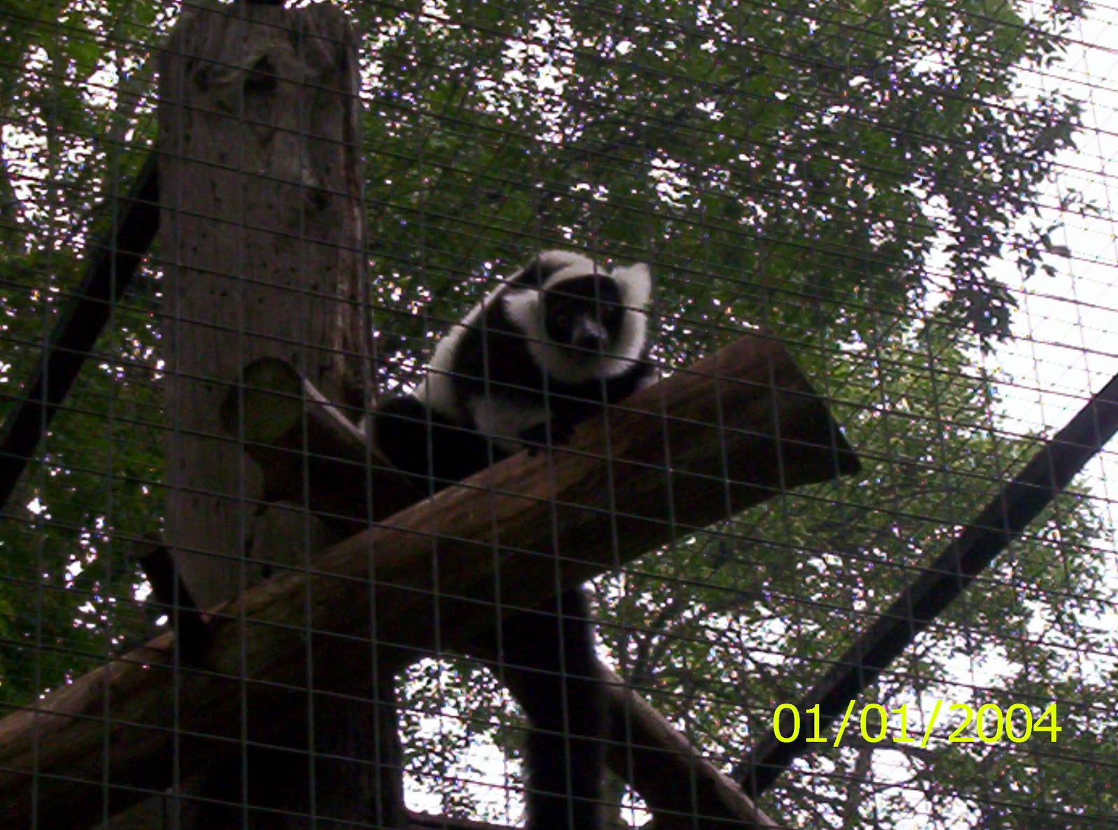 Black and White Lemur at the Peterborough Zoo