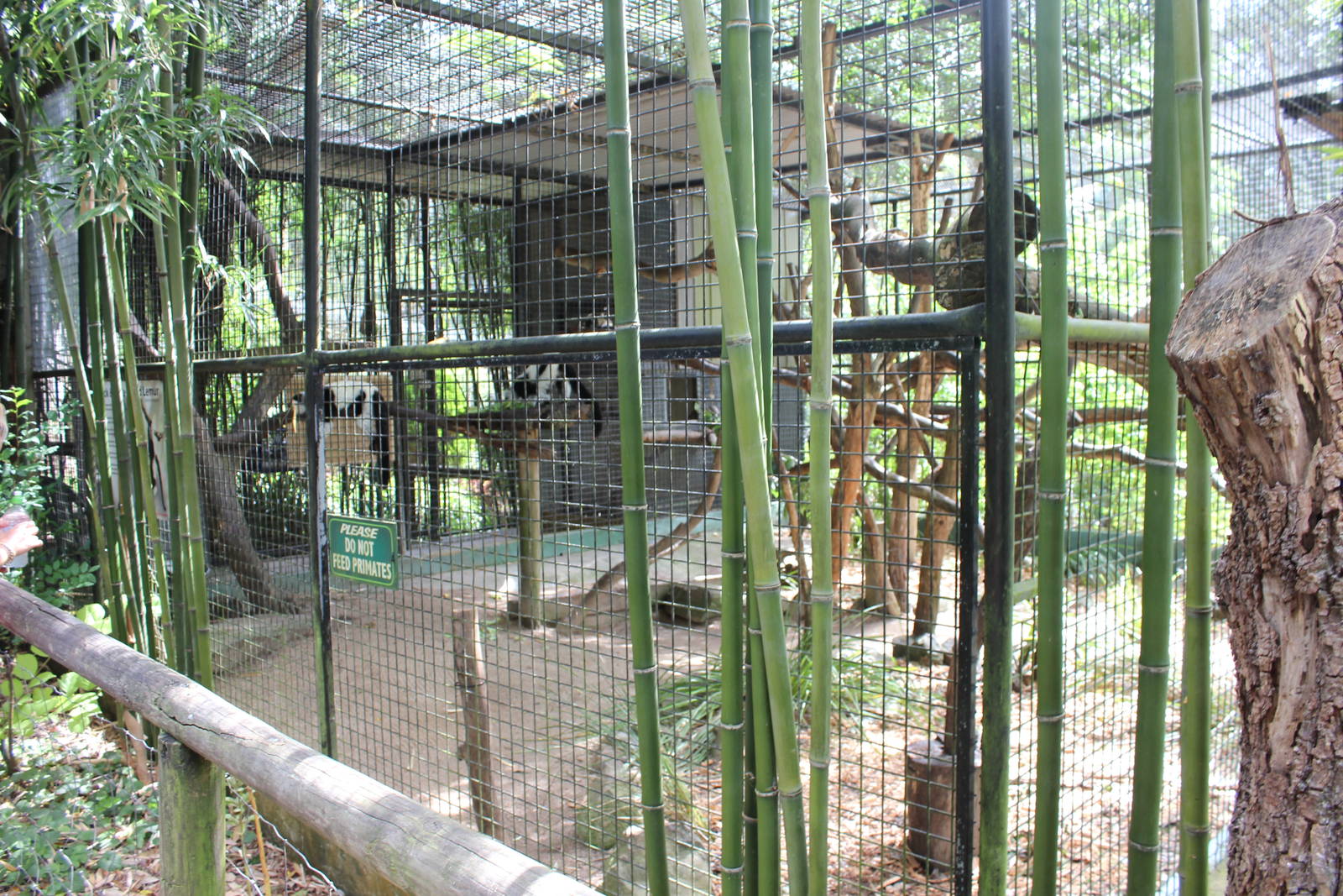 Black and White Lemur enclosure