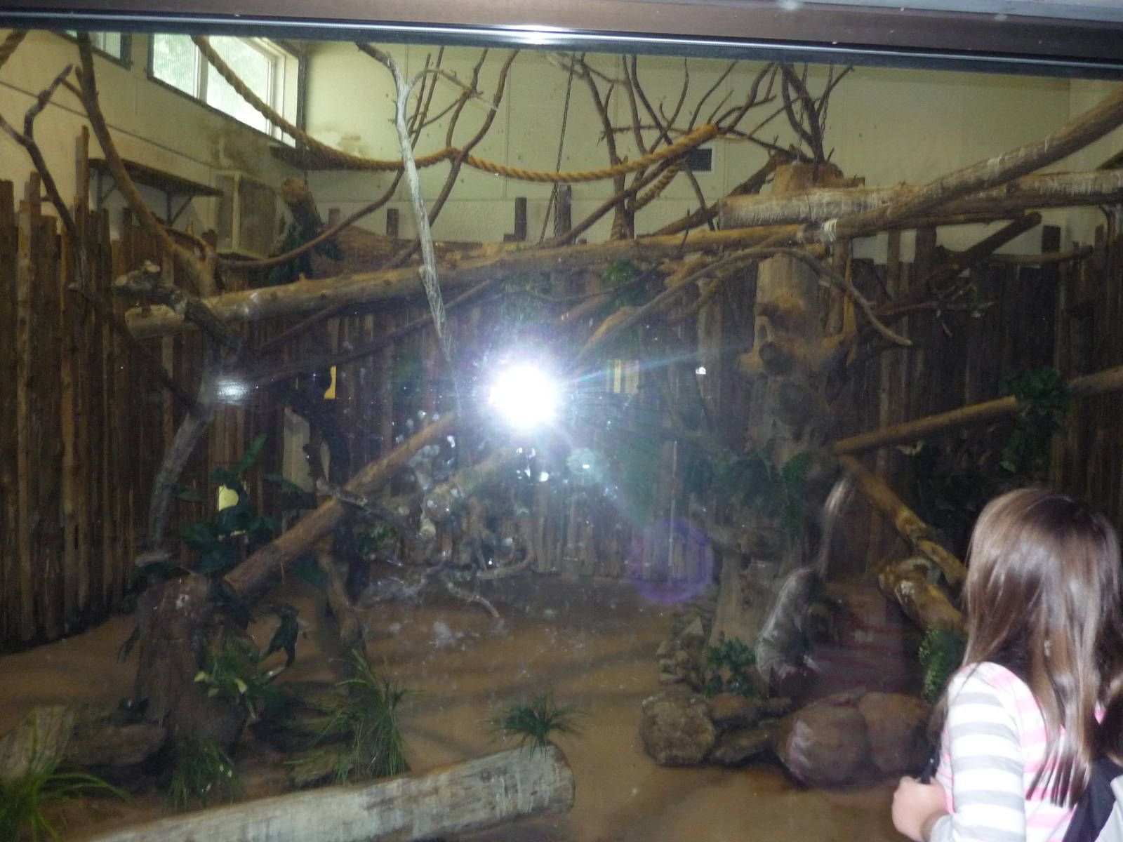 Black and White Lemur Exhibit