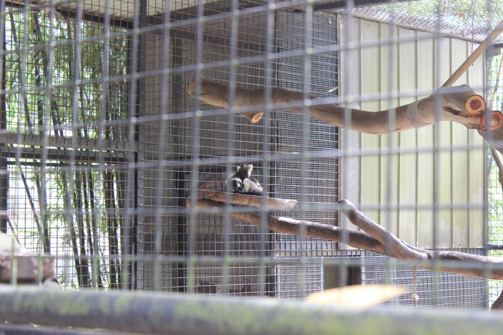 Black and White Lemur twins