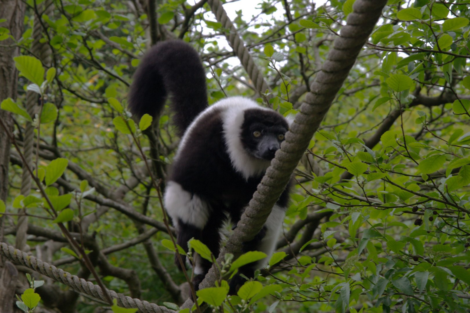 Black and White Lemur (Varecia variegata variegata), 25-04-25