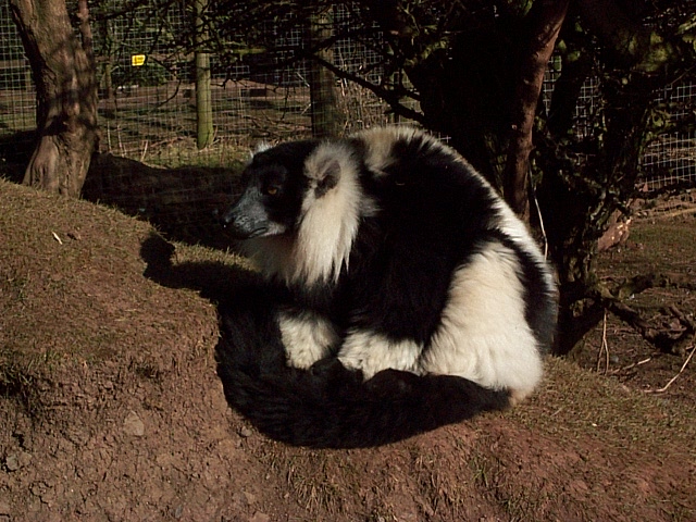 black and white lemur