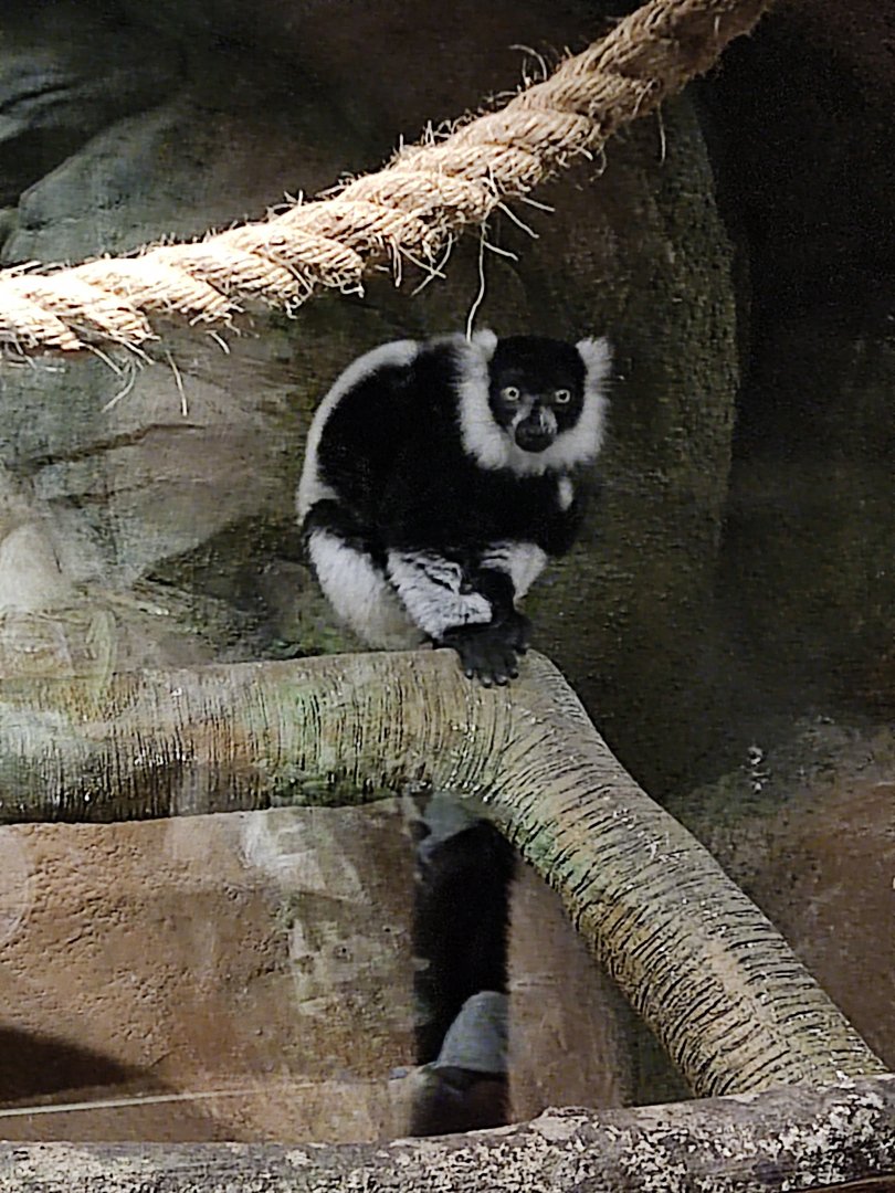 Black-and-white lemur