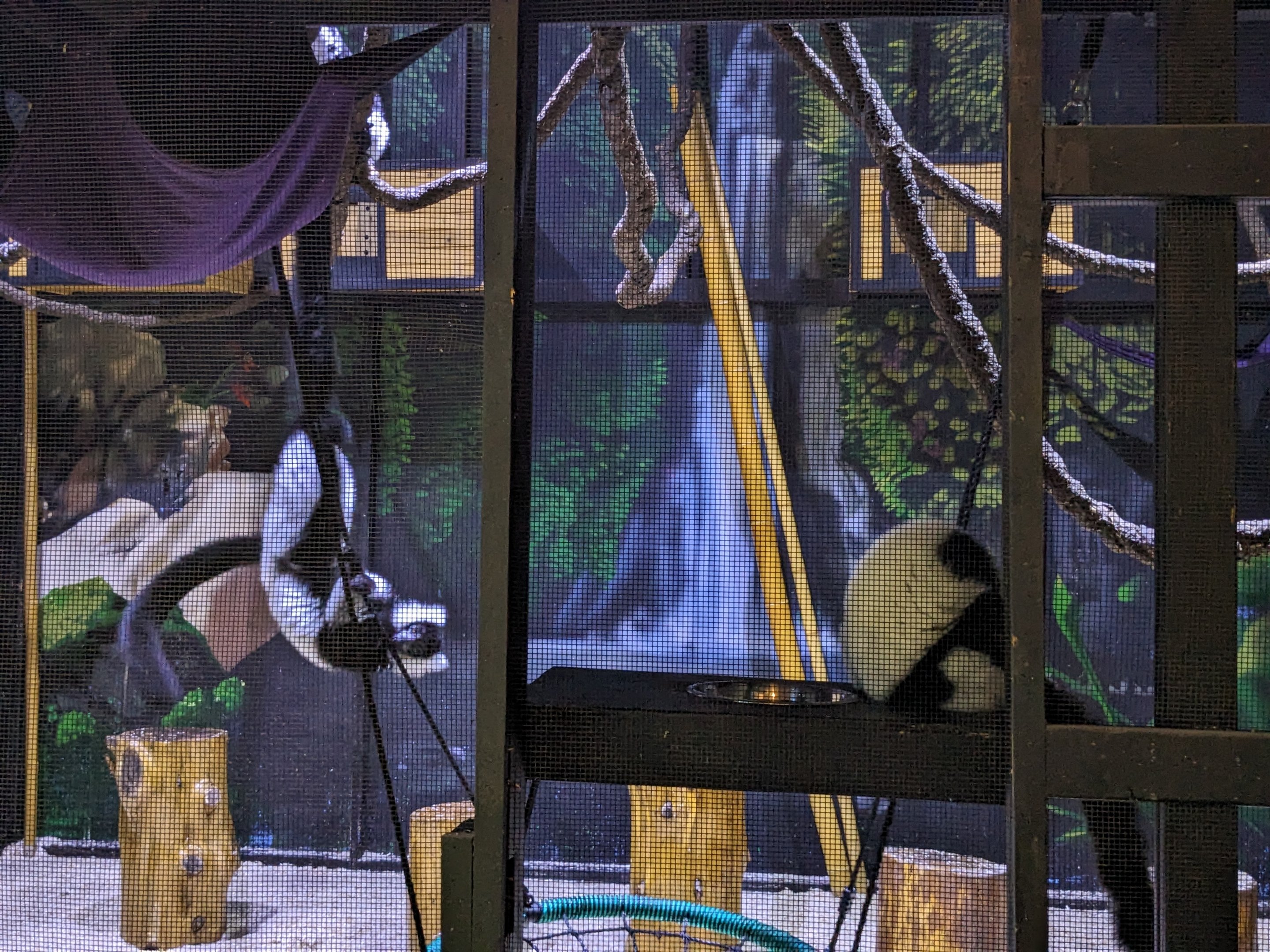 Black and white lemurs