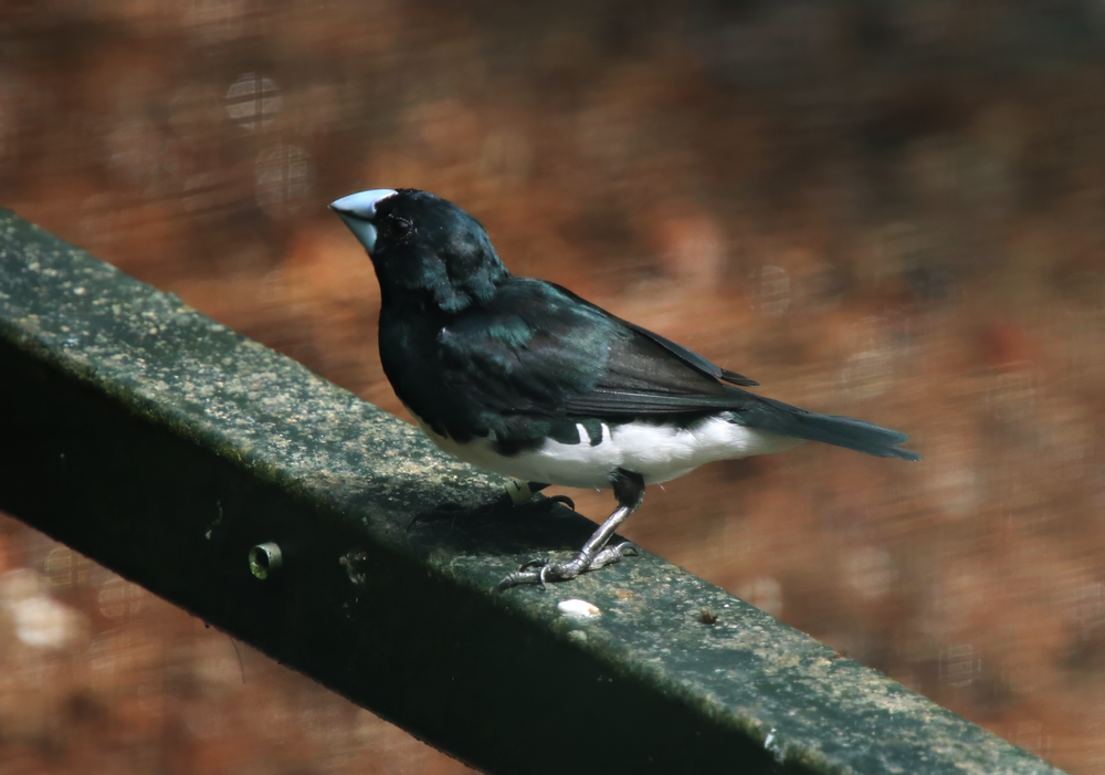 Black-and-white mannikin (Spermestes bicolor)
