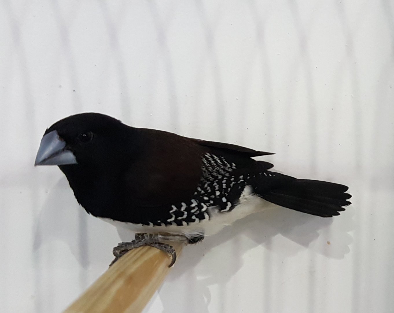 Black and white mannikin subspecies Poensis