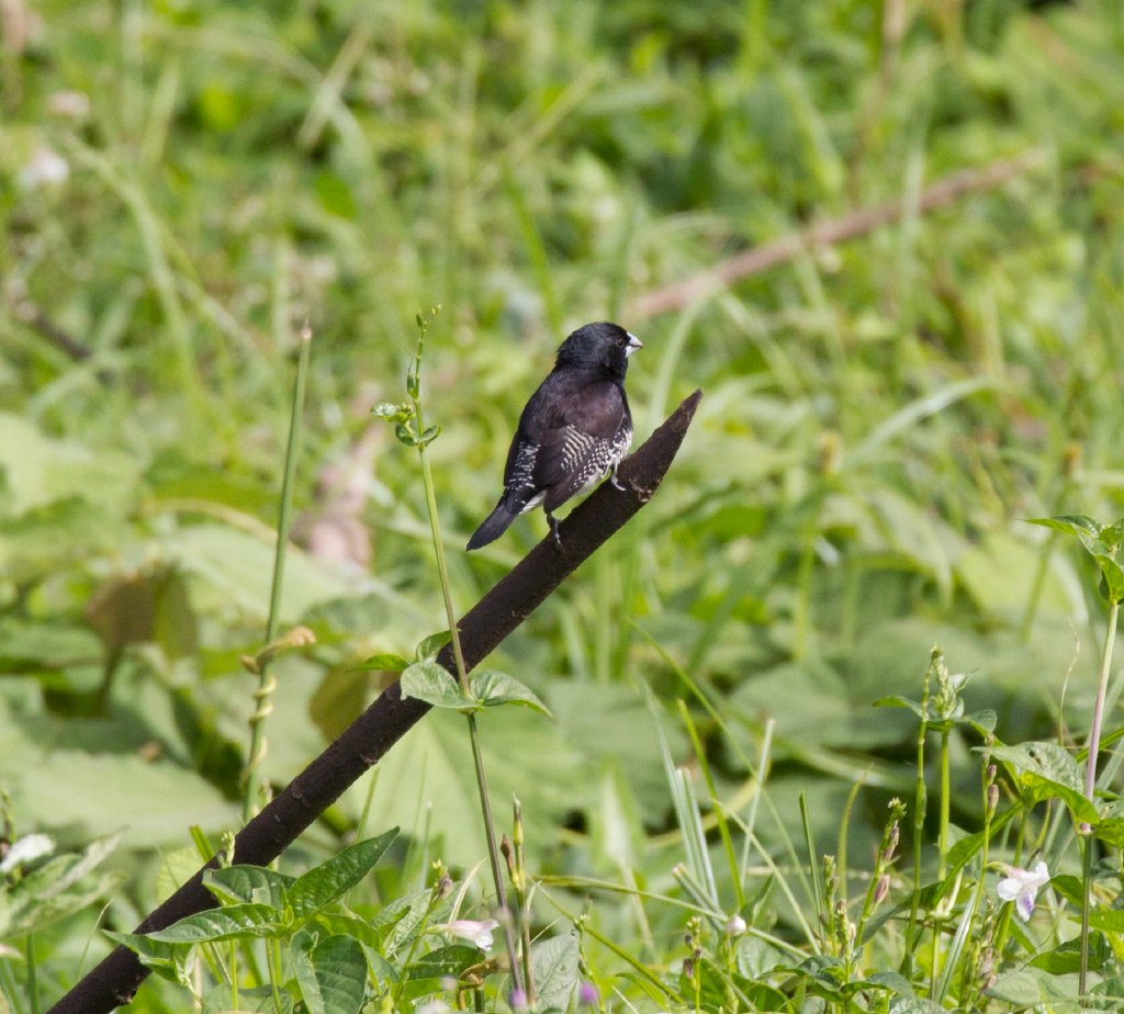 Black-and-White Mannikin
