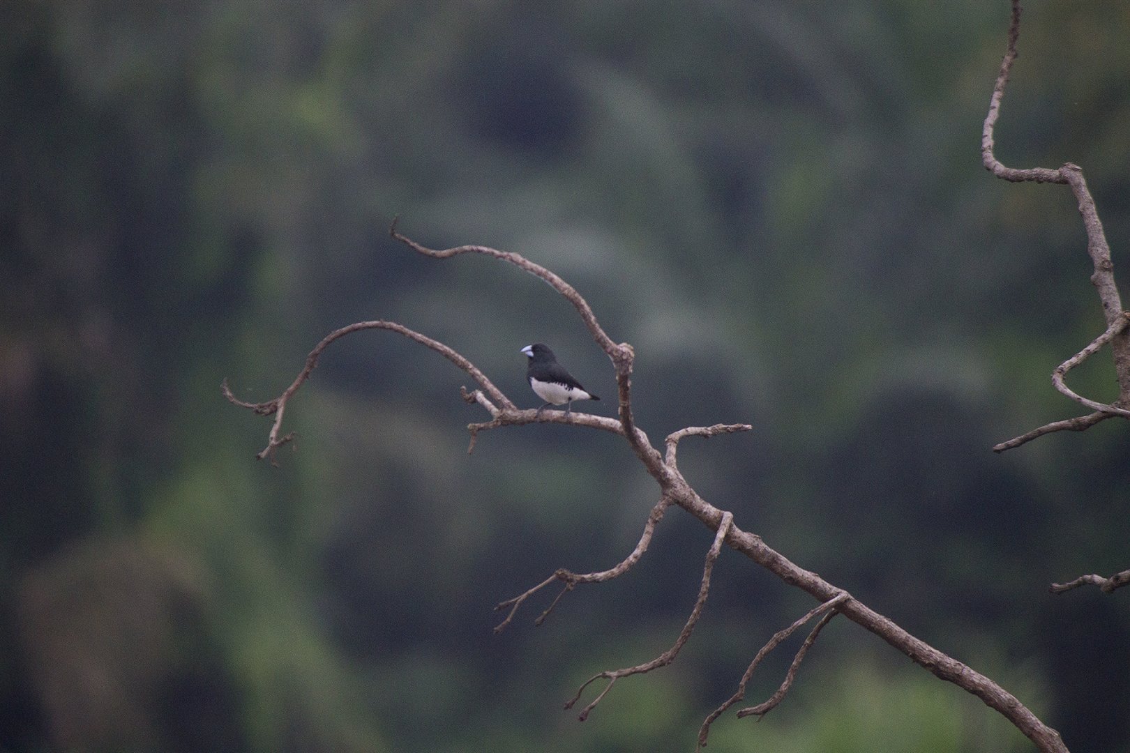 Black-and-white mannikin