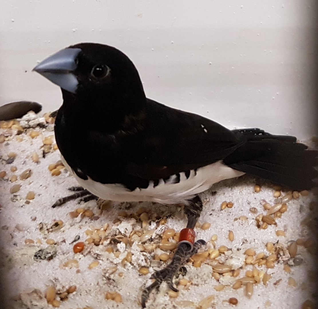 Black and white mannikin