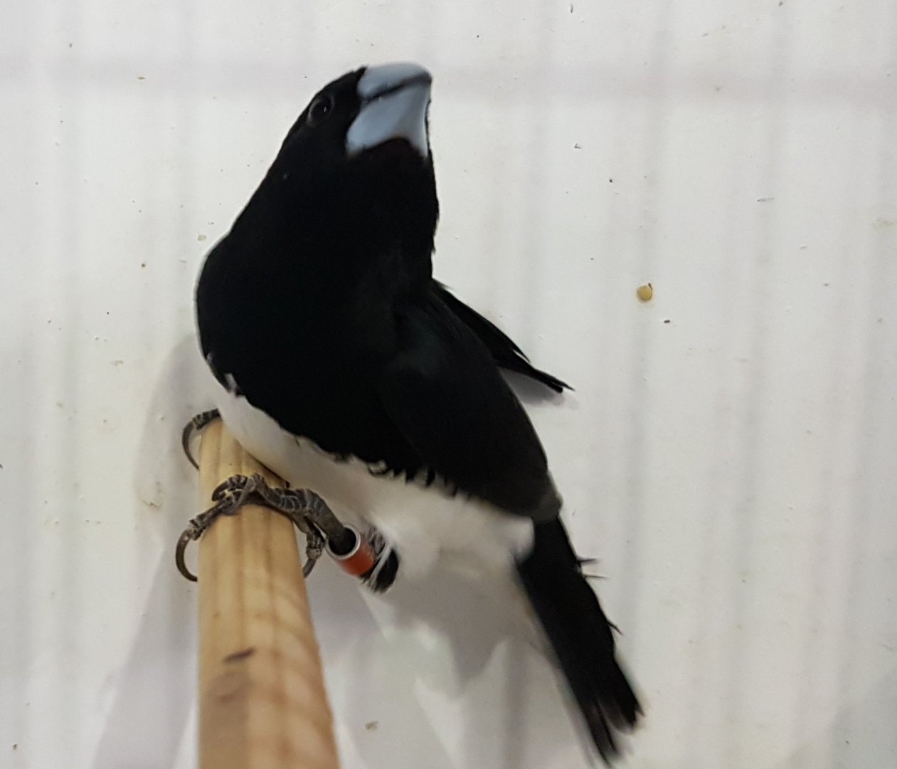 Black and white mannikin