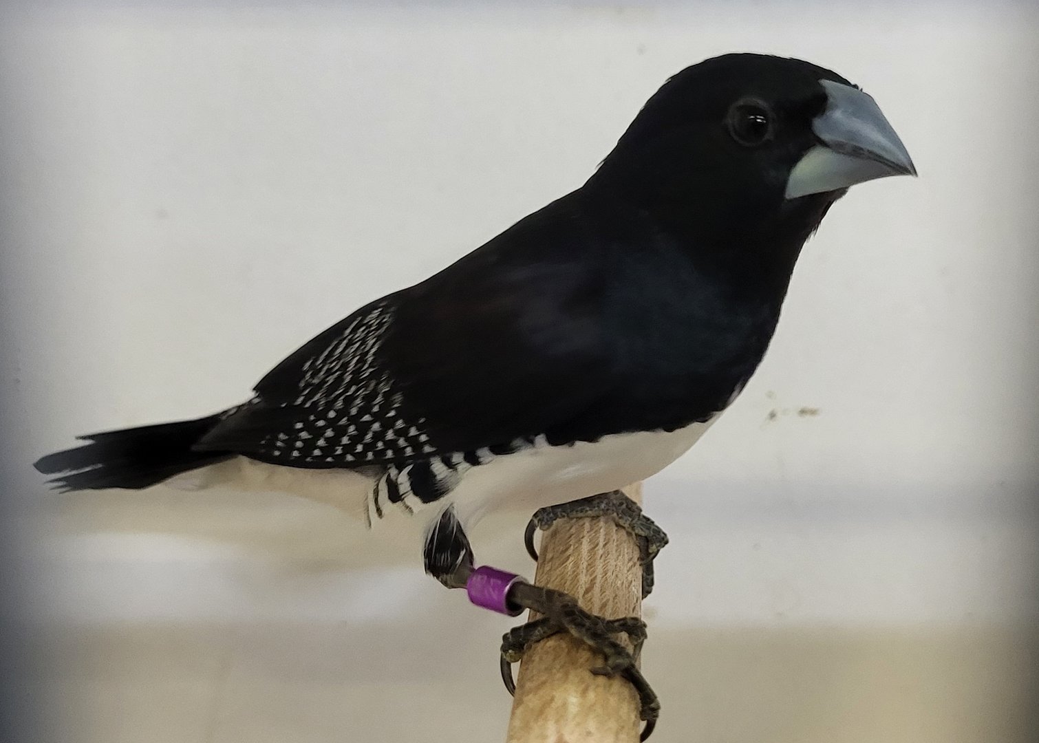 Black and white munia