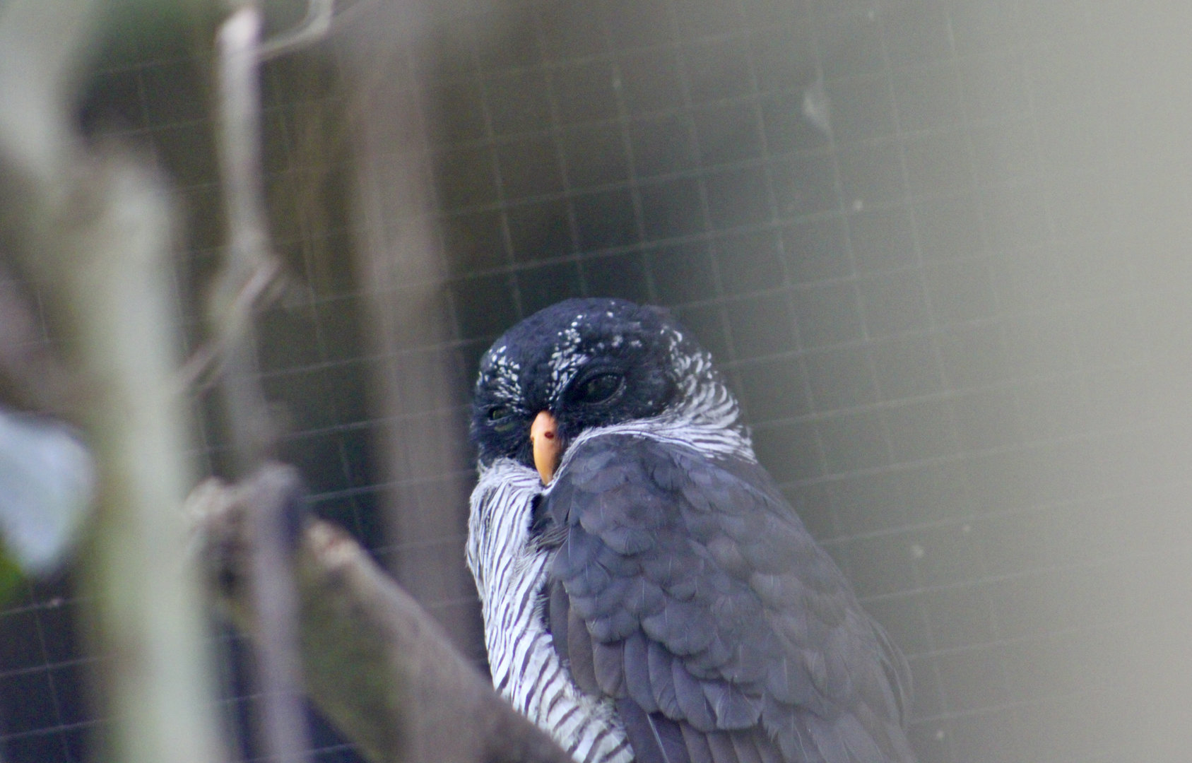 Black-and-White Owl (Strix nigrolineata)